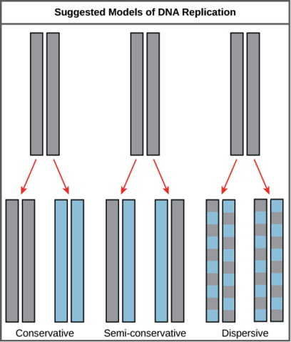 Meselson and Stahl work with DNA replication