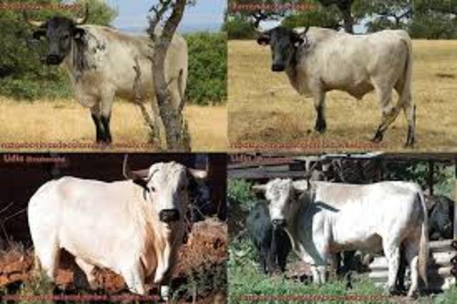 primeros animales que trajeron en la conquista de colon