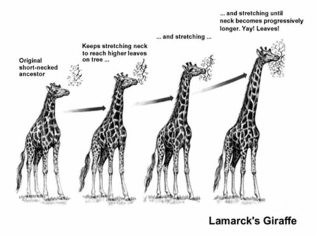 Lamarck develops Hypothesis of evolution by means of acquired characteristics
