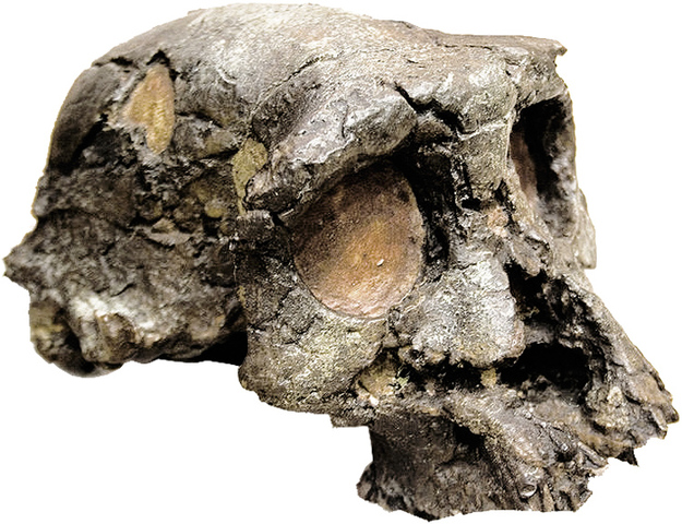 Sahelanthropus Tchadensis fossil discovered