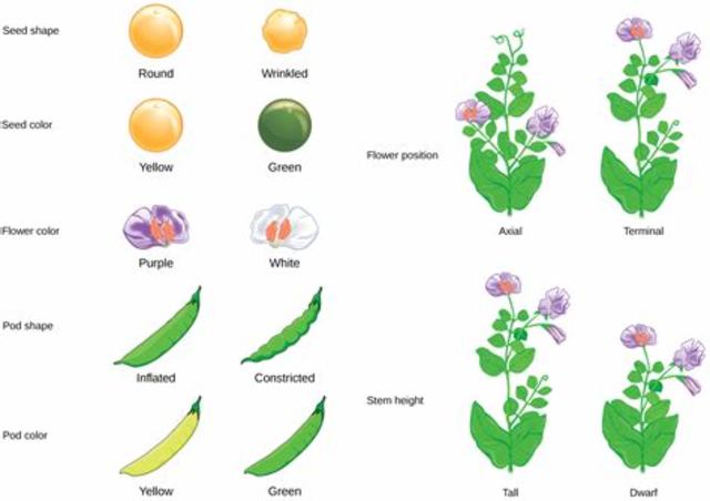 Gregor Mendel publishes works on inheritance of traits in pea plants