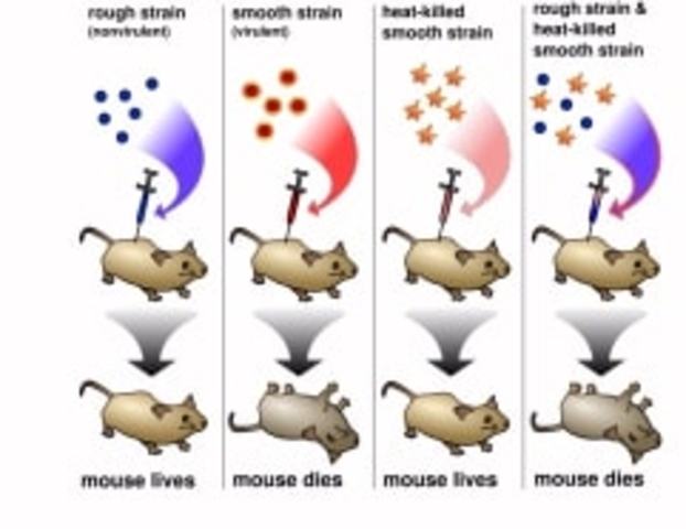 Frederick Griffith describes the process of transformation