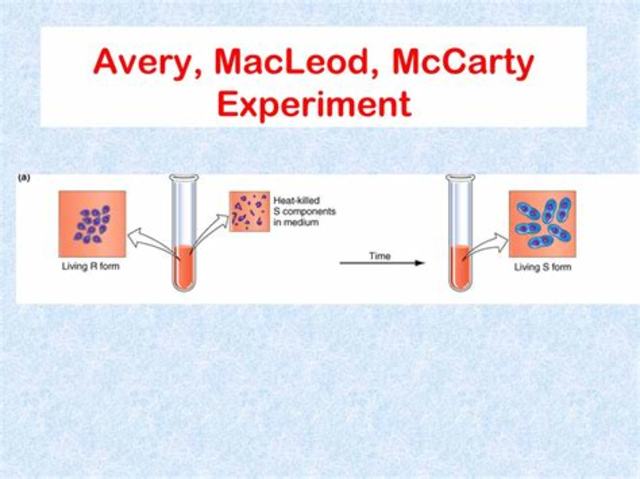 Avery, MacLoed and McCarty determine that DNA is the molecule that carries the genetic code
