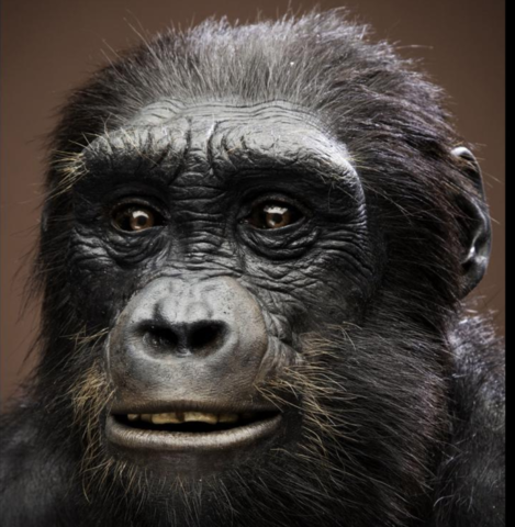 Sahelanthropus tchadensis fossil discovered