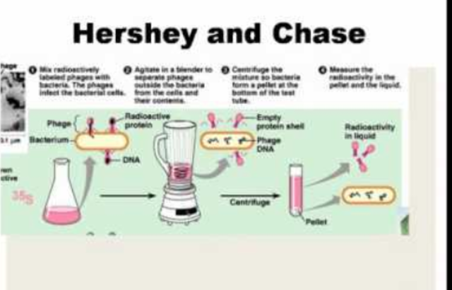 Hershey-Chase experiments are published