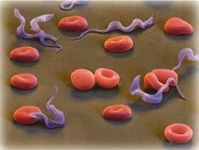 Protozoos en la Historia