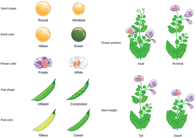 Gregor Mendel works on Inheritance of Traits in Pea Plants