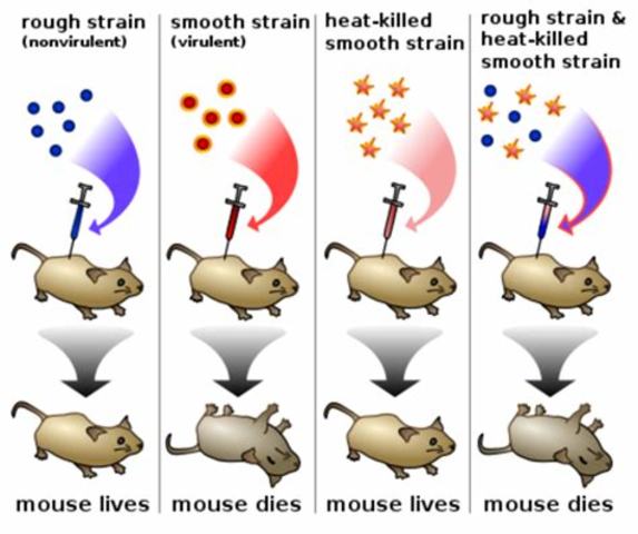 Frederick Griffith describes the process of transformation
