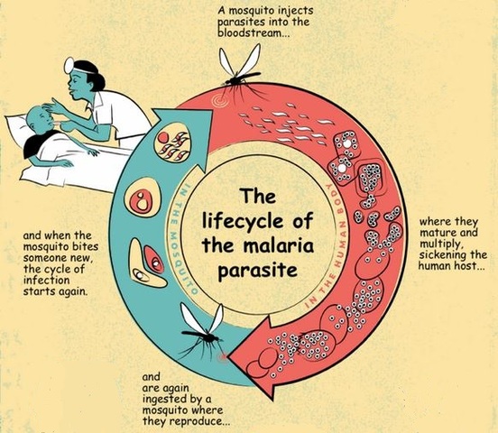 Protozoos en la Historia