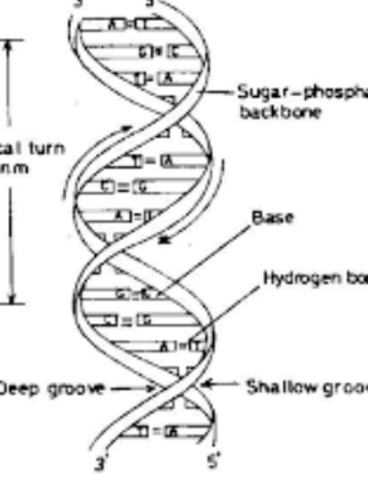 Watson and Crick propose the double helix model of DNA structure