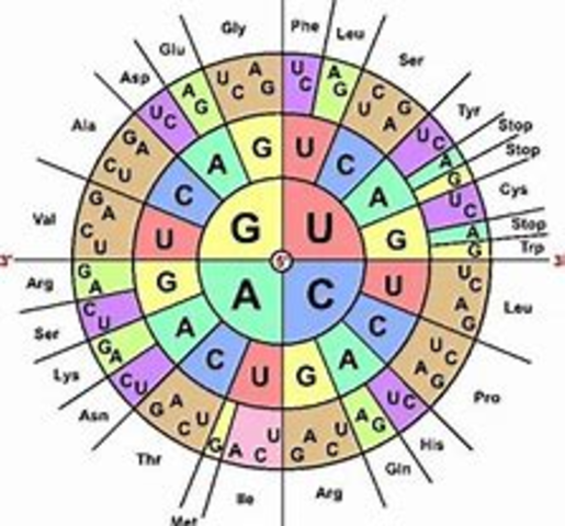 Nirenberg cracks the genetic code