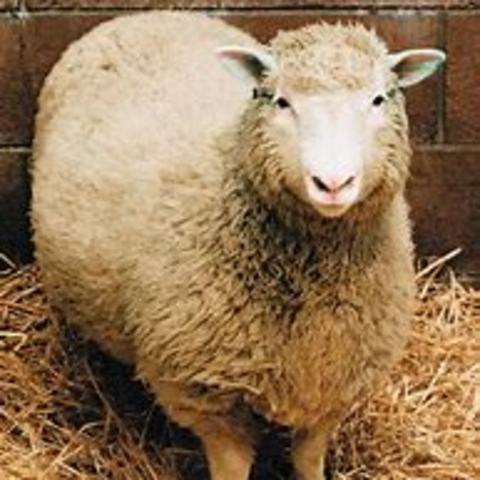 Dolly the sheep is cloned