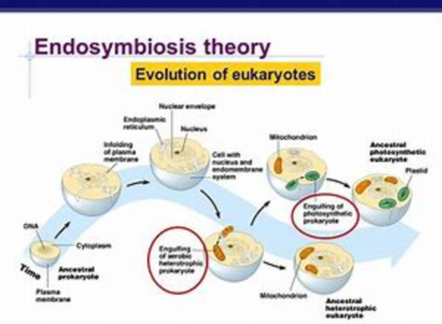 Endosymbiosis is described by Lynn Margulis