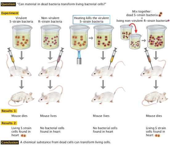 Frederick Griffith describes the process of transformation