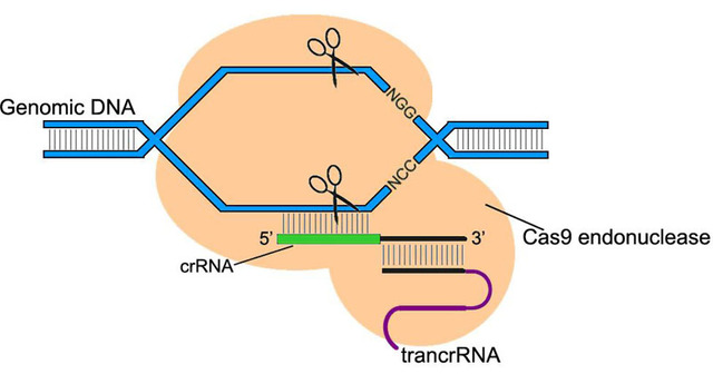 CRISPr/ CAS 9