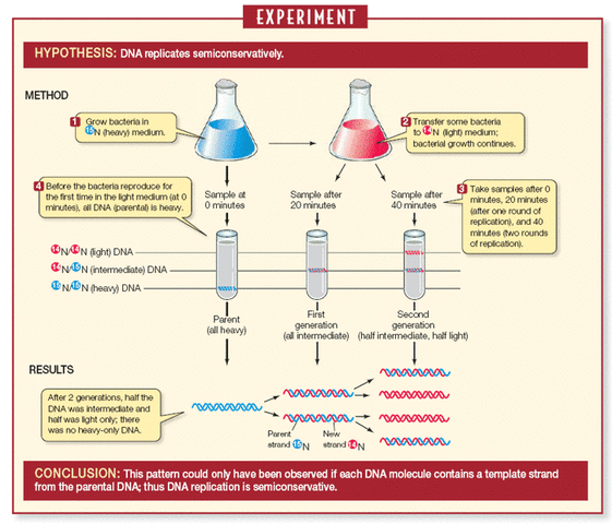 Meselson and Stahl work with DNA Replication