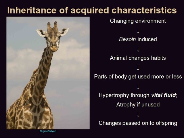 Lamarck develops Hypothesis of evolution by means of acquired characteristics