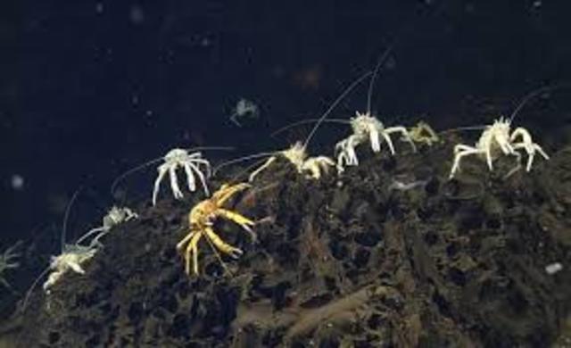 Deep sea hydro thermal vents