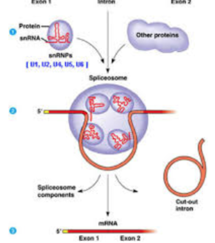 Spliceosomes were discovered and described