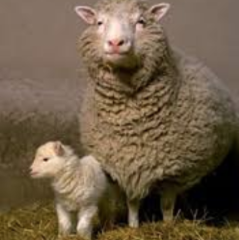 Dolly the sheep is cloned