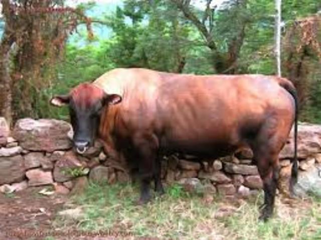 primeras razas criollas