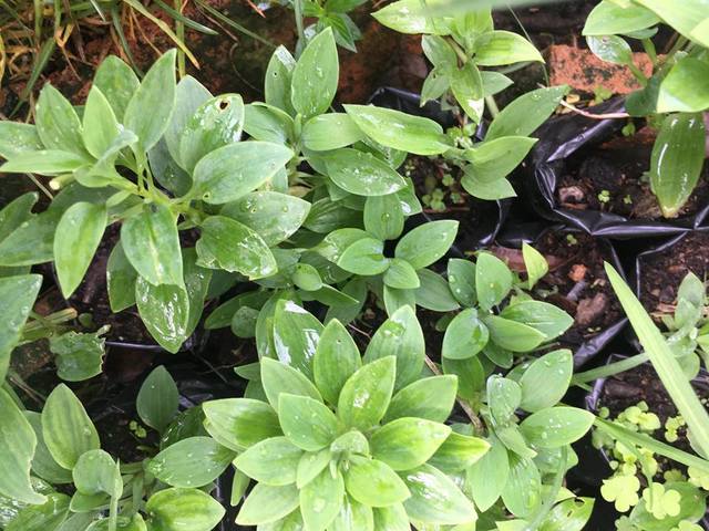 PLANTAS EN CONSTANTE CRECIMIENTO