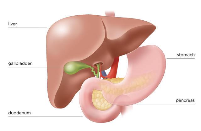 Pancreas Removal Caused Diabetes