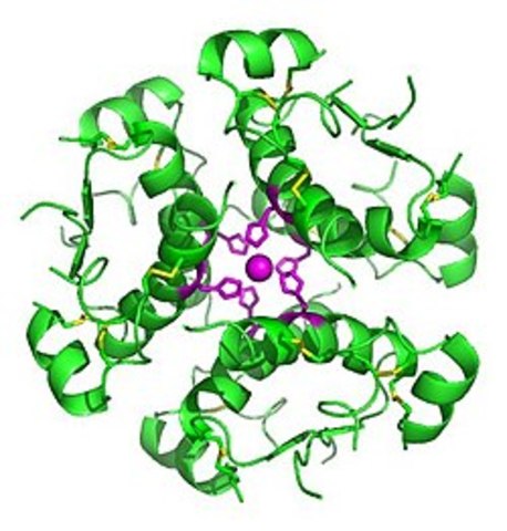 First Chemically synthesized proteins