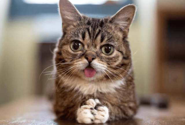 The day I found out about a down syndrome cat