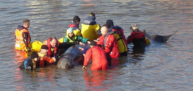 Whale found in Thames River in London