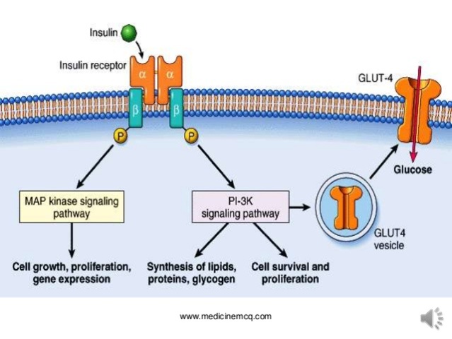 Insulin Receptors Discovered