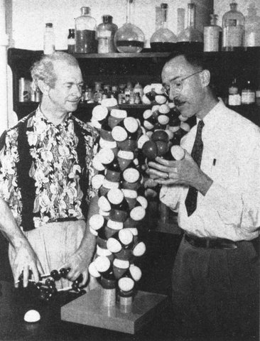 Linus Carl Pauling y Robert B. Corey