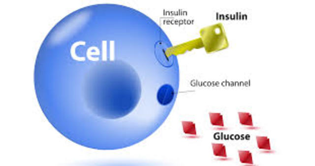 Insulin Works "Like a Key"