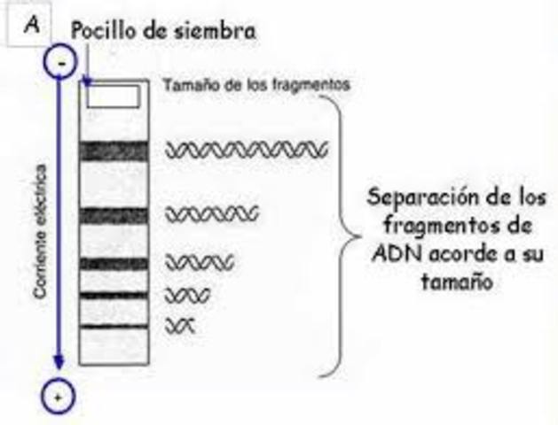 Electroforesis y separación de moléculas de DNA de alto peso molecular