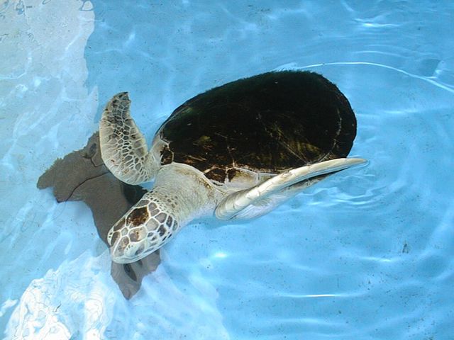 LAS TORTUGAS MARINAS