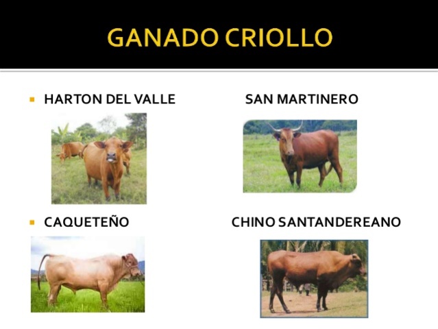 orinoquia colombiana