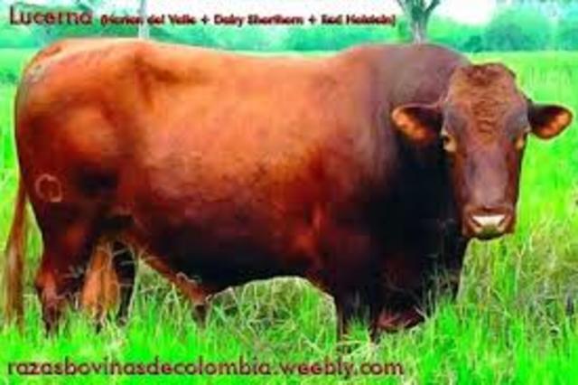 cruzamiento en el valle del cauca