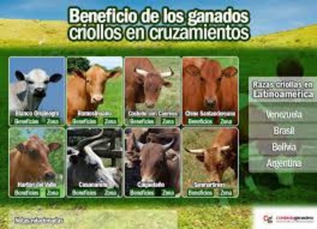 las 10 razas criollas
