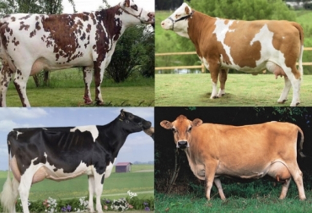 las 4 razas mas destacadas de produccion de leche