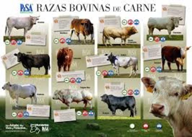 razas de producción de carne