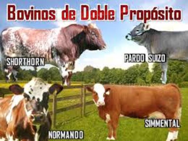 razas de doble proposito