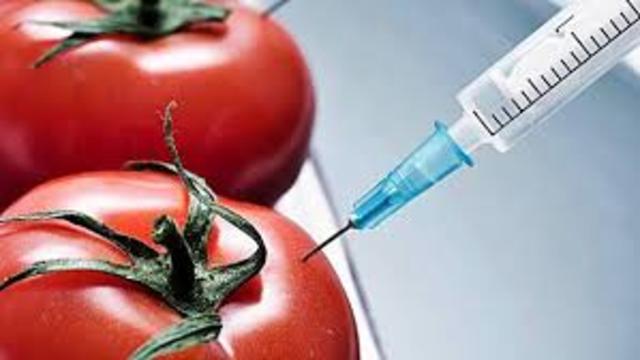 Terminator es esta técnica de manipulación transgénica patentada