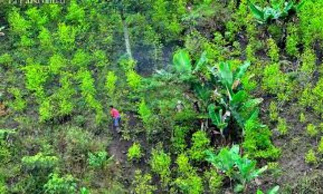 Uso de la coca en américa