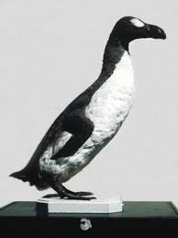 Alca o Pinguino Gigante