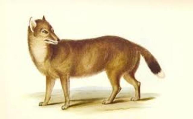 Guara (Zorro -Lobo Malvinense)