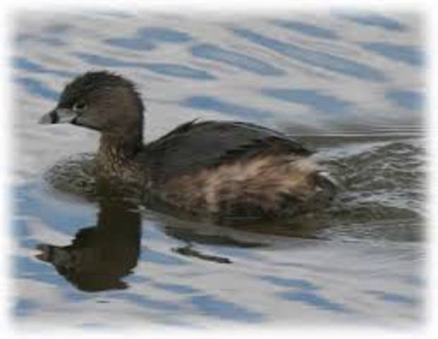 Pato Poc de Guatemala