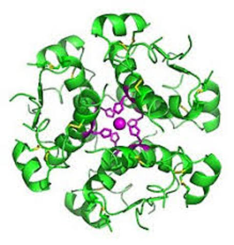 Langerhans Discovers Insulin