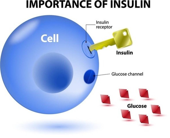 Insulin Works as a Key