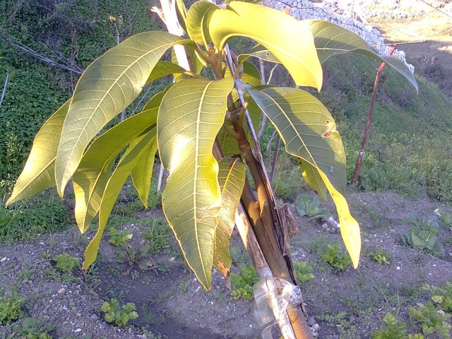 planta mediana en etapa de crecimiento