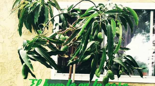 brotando salen frutos